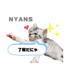動物愛護団体NYANS〜日常編①〜（個別スタンプ：2）