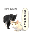 動物愛護団体NYANS〜日常編①〜（個別スタンプ：3）