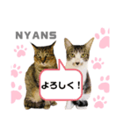 動物愛護団体NYANS〜日常編①〜（個別スタンプ：4）