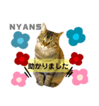 動物愛護団体NYANS〜日常編①〜（個別スタンプ：5）