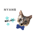 動物愛護団体NYANS〜日常編①〜（個別スタンプ：6）