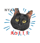 動物愛護団体NYANS〜日常編①〜（個別スタンプ：7）