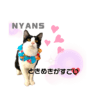 動物愛護団体NYANS〜日常編①〜（個別スタンプ：8）