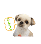 シーズーのあんず（個別スタンプ：19）