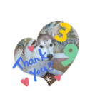 ハスキーひかる（個別スタンプ：5）