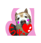 ハスキーひかる（個別スタンプ：11）