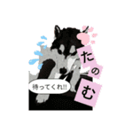 ハスキーひかる（個別スタンプ：13）