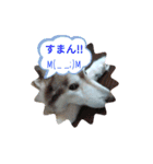 ハスキーひかる（個別スタンプ：15）