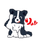 ボーダーコリーのシェリーさん（個別スタンプ：1）