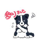 ボーダーコリーのシェリーさん（個別スタンプ：8）