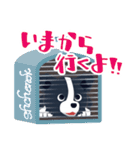 ボーダーコリーのシェリーさん（個別スタンプ：9）