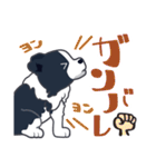 ボーダーコリーのシェリーさん（個別スタンプ：15）