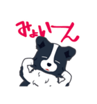 ボーダーコリーのシェリーさん（個別スタンプ：30）