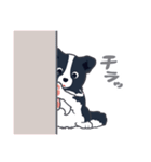 ボーダーコリーのシェリーさん（個別スタンプ：34）