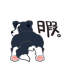 ボーダーコリーのシェリーさん（個別スタンプ：40）