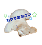 チワプーのノエルくん2（個別スタンプ：4）