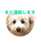 チワプーのノエルくん2（個別スタンプ：8）