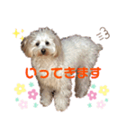 チワプーのノエルくん2（個別スタンプ：10）
