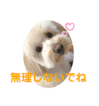 チワプーのノエルくん2（個別スタンプ：11）