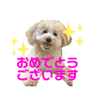 チワプーのノエルくん2（個別スタンプ：14）