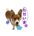 パピィコーギー★2★これでも5ヶ月（個別スタンプ：3）