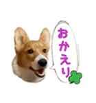 パピィコーギー★2★これでも5ヶ月（個別スタンプ：4）