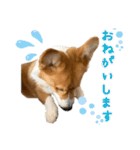 パピィコーギー★2★これでも5ヶ月（個別スタンプ：5）