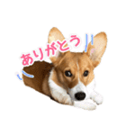 パピィコーギー★2★これでも5ヶ月（個別スタンプ：6）
