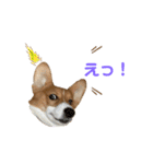 パピィコーギー★2★これでも5ヶ月（個別スタンプ：9）
