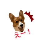 パピィコーギー★2★これでも5ヶ月（個別スタンプ：10）
