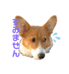 パピィコーギー★2★これでも5ヶ月（個別スタンプ：11）