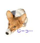 パピィコーギー★2★これでも5ヶ月（個別スタンプ：12）