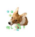 パピィコーギー★2★これでも5ヶ月（個別スタンプ：15）