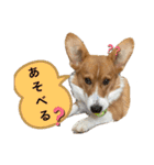 パピィコーギー★2★これでも5ヶ月（個別スタンプ：16）