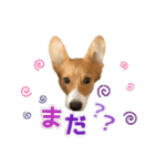 パピィコーギー★2★これでも5ヶ月（個別スタンプ：19）