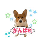 パピィコーギー★2★これでも5ヶ月（個別スタンプ：20）