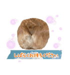 パピィコーギー★2★これでも5ヶ月（個別スタンプ：23）