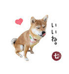 毎日使える 柴犬の七②（個別スタンプ：1）