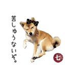 毎日使える 柴犬の七②（個別スタンプ：2）