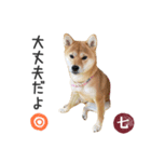 毎日使える 柴犬の七②（個別スタンプ：3）