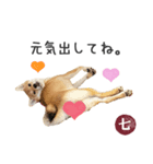 毎日使える 柴犬の七②（個別スタンプ：4）