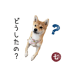 毎日使える 柴犬の七②（個別スタンプ：5）