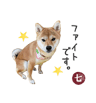 毎日使える 柴犬の七②（個別スタンプ：6）