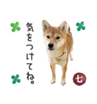 毎日使える 柴犬の七②（個別スタンプ：7）