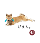 毎日使える 柴犬の七②（個別スタンプ：8）