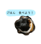 政宗と茶々丸（個別スタンプ：1）