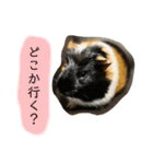 政宗と茶々丸（個別スタンプ：2）