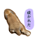 政宗と茶々丸（個別スタンプ：3）