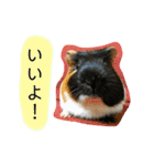 政宗と茶々丸（個別スタンプ：5）
