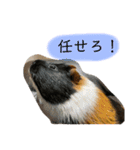 政宗と茶々丸（個別スタンプ：8）